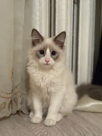 Котенок в прадаже, фотография 3