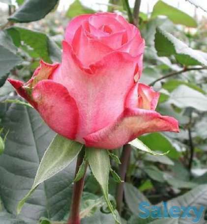 Саженцы корни роз, фотография 4