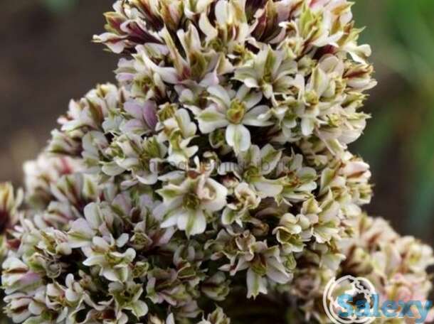 Флокс метельчатый пур филингз, фотография 1