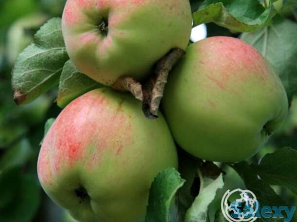 Яблоня антоновка десертная, фотография 1