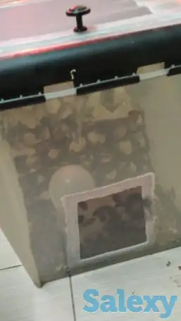 продам колонии тараканов двух видов, фотография 3