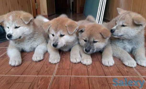 Щенки акита ину, фотография 1