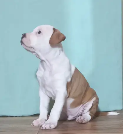 Американский стаффордширский терьер, фотография 12