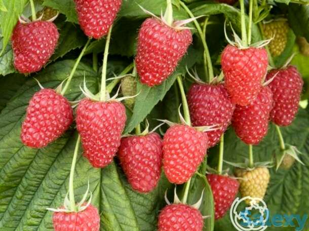 Малина ремонтантная Малиновая гряда, фотография 1