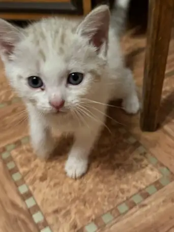 Отдам котят в хорошие руки, фотография 10