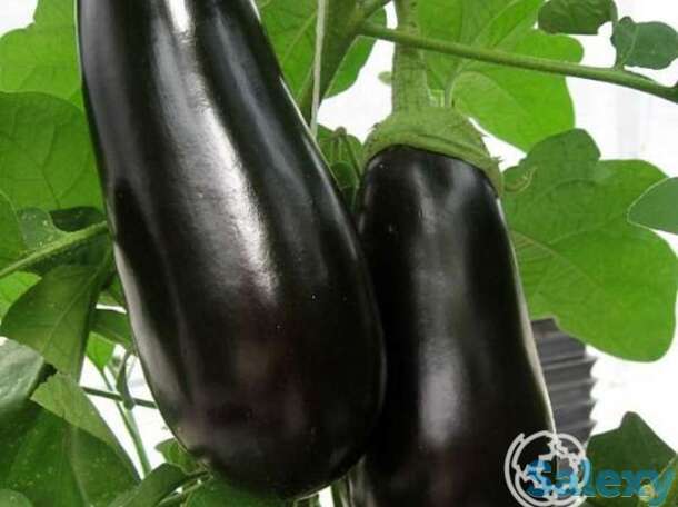 Семена Баклажан Бегемот F1 0.1гр, фотография 1