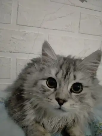 Шотландский прямоухий, фотография 5