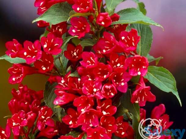 Вейгела ред принц, фотография 1