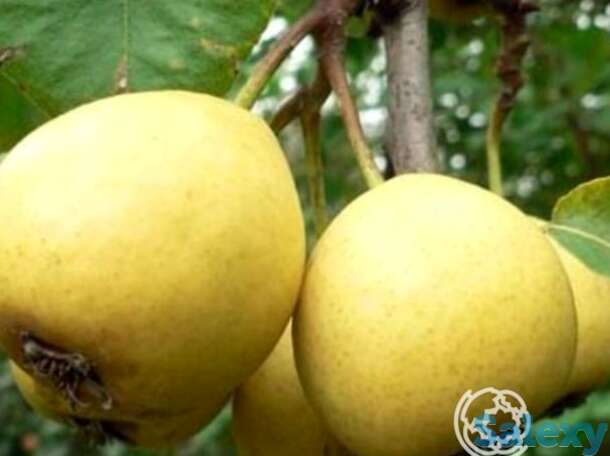 Груша скороспелка из мичуринска, фотография 1