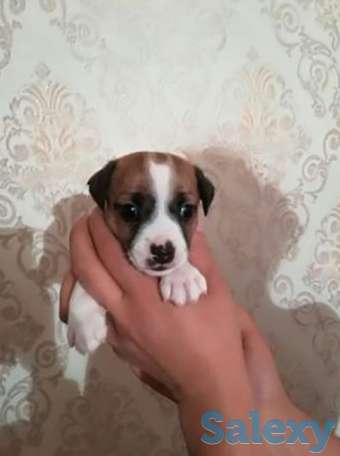 Отличный подарок для любимых-это подрощенный щенок Джек Рассел терьера, фотография 1