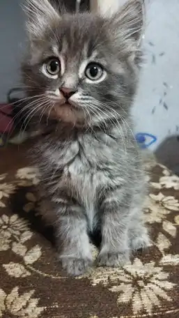 Отдам в добрые руки котенка, фотография 2