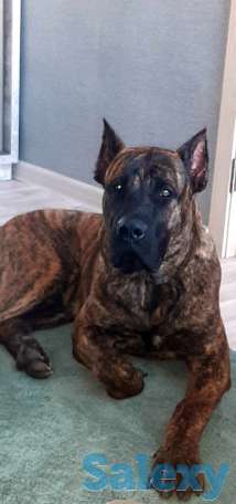 Продам щенков Канарского дога, фотография 2