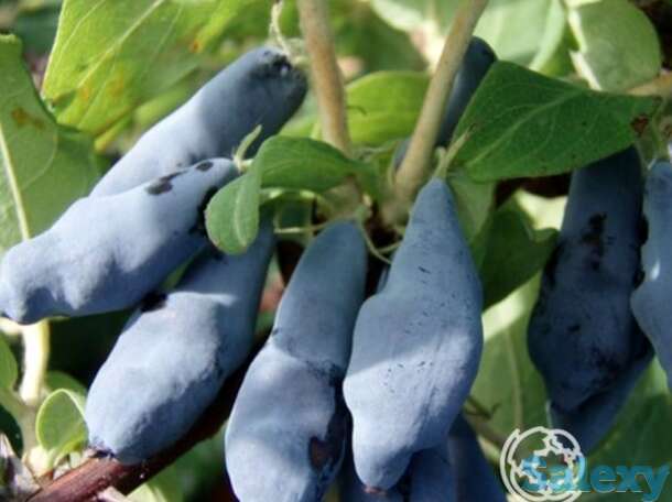 Жимолость Гамма, фотография 1