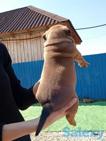 Продам щенков Американского булли Pocket, фотография 9