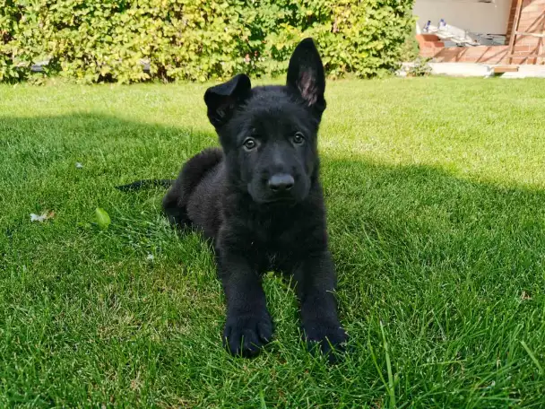Щенки чёрной немецкой овчарки, фотография 2