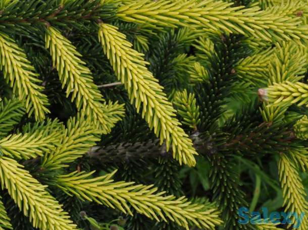 Зеленые елки с питомника, фотография 3