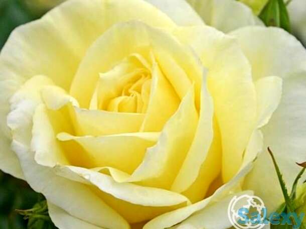 Роза лимона, кордес, фотография 1