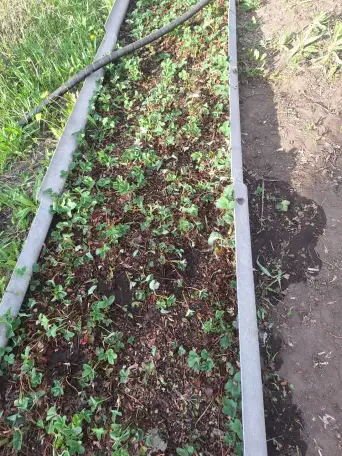 продаю дачу р-он Сабурханской ЦОФ, ДО Энтузиаст, фотография 4