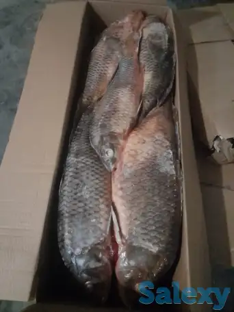 Рыбы речная астраханская в ассортименте, фотография 4