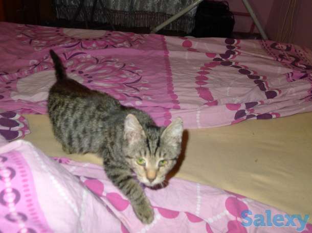 Отдам в добрые руки 2,5 месячного серого тигрового котёнка, девочку., фотография 1