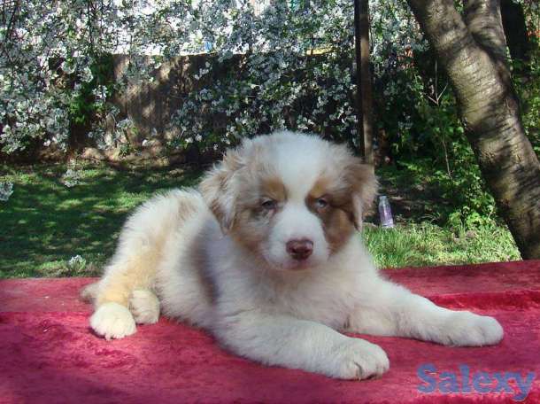 Продаются щенки Австралийской овчарки, фотография 5