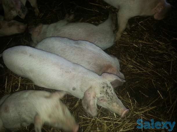 Продаю поросят, фотография 2