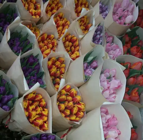 Тюльпаны Голландские оптом и розницу, фотография 4