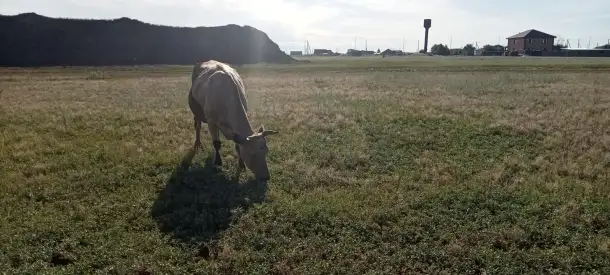 Продам 2 коровы с телятами. Можно без телят. Дойные коровы. Плохих прывычек нет. Умные, красивые, стройные коровы, фотография 2