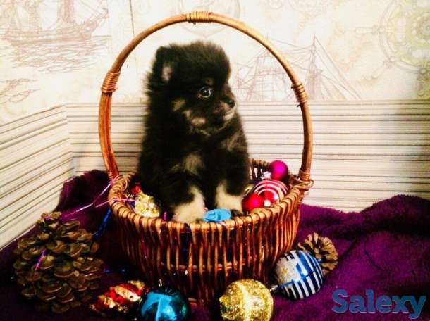 Щенков шпиц, фотография 2