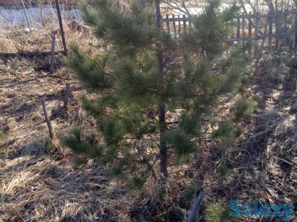 саженцы. посадочный материал. кедр, пихта, голубая ель, липа, дуб, рябина, чёрная смородина., фотография 2