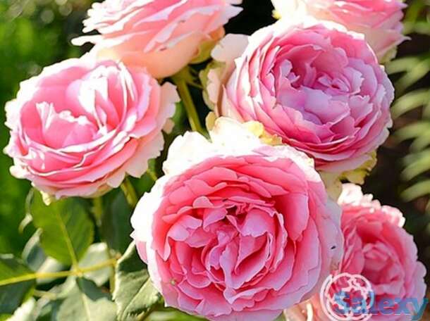 Роза ферст лэди кустарниковая, тантау, фотография 1