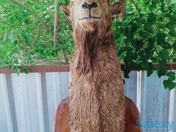 чучело горного козла, фотография 2