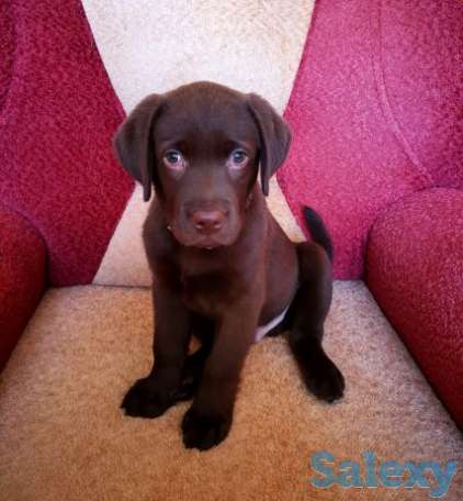Продам щенка лабрадора, фотография 2