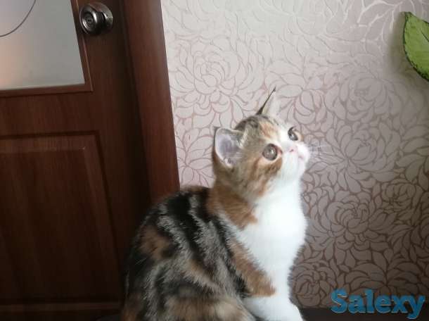 Котенок девочка экзоточка, фотография 3