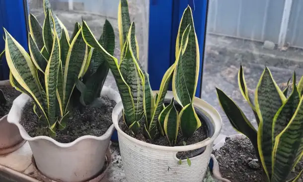 Продам Сансевиерию, фотография 10