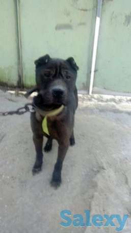 Шарпей 2года кабель, фотография 1