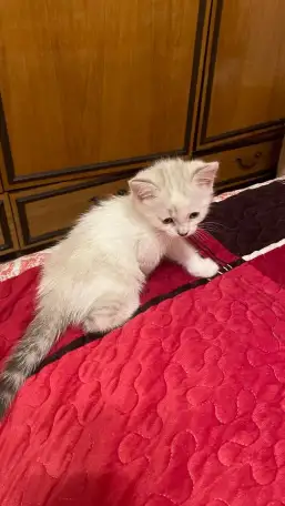 Отдам котят в хорошие руки, фотография 4