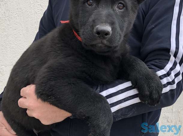 Продаются щенки ВЕО, фотография 4