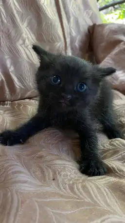 Отдам котят в хорошие руки, фотография 4