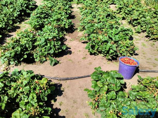 Продам таёжную землянику крупноплодная!привезена, фотография 8