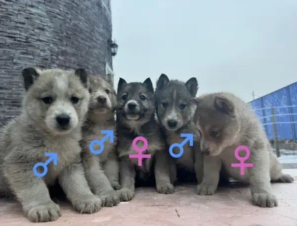 Продаю щенков смешанной породы. ЛайкаХаски, фотография 1