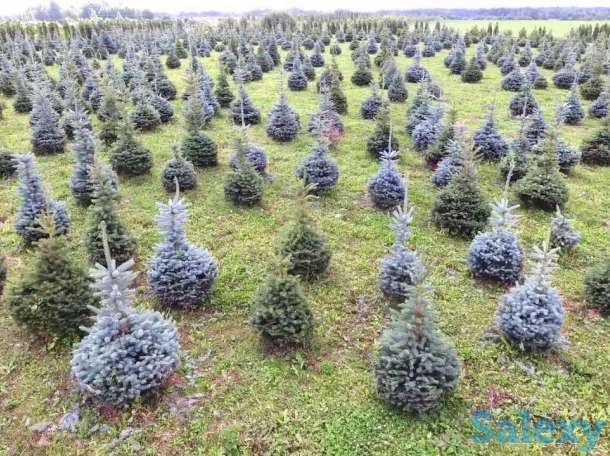 Зеленые елки с питомника, фотография 2