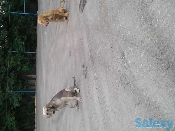 Отдам щенков, фотография 2