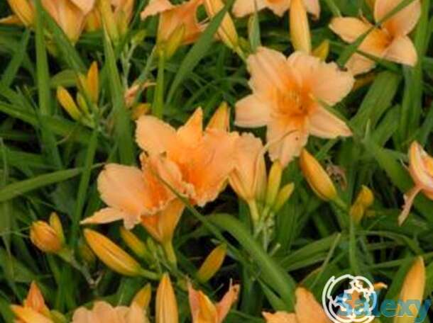 Лилейник Бали Хай, фотография 1