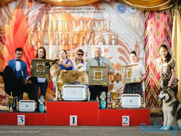 щенки королевского пуделя, фотография 3