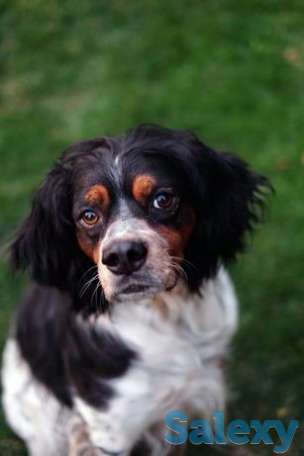 Бретонский эпаньоль, фотография 1