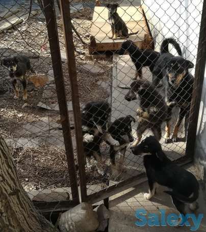 Щенки 6 месяцев, наподобие овчарки, в хорошие руки, фотография 1