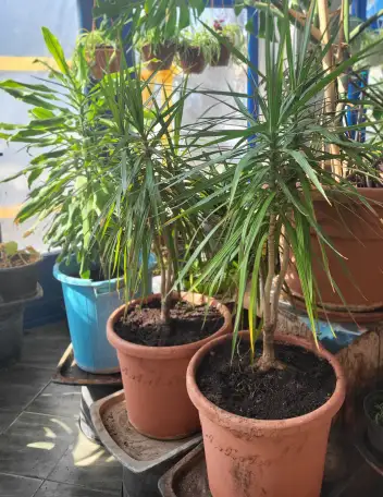 Продам Драцены, фотография 2