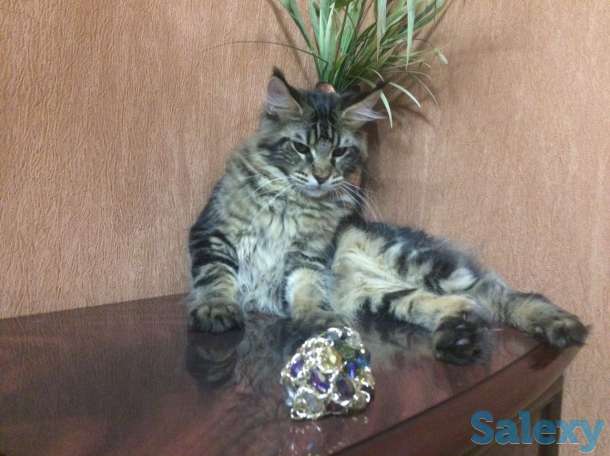 Котята MAINE COON, фотография 2