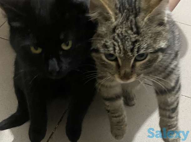 Котята ищут хорошие добрые руки, фотография 1